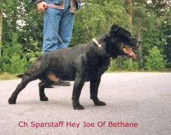 Sparstaff Hey Joe Of Bethane